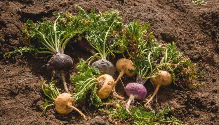 Maca kökü nedir? 1 Maca Kökü Sağlık Faydaları