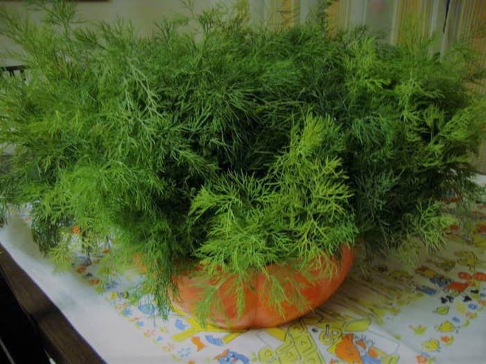 Evde Yetiştirebileceğiniz Aromatik Bitkiler