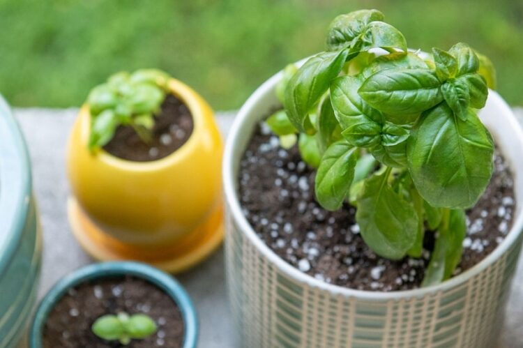 Evde Yetiştirebileceğiniz Aromatik Bitkiler