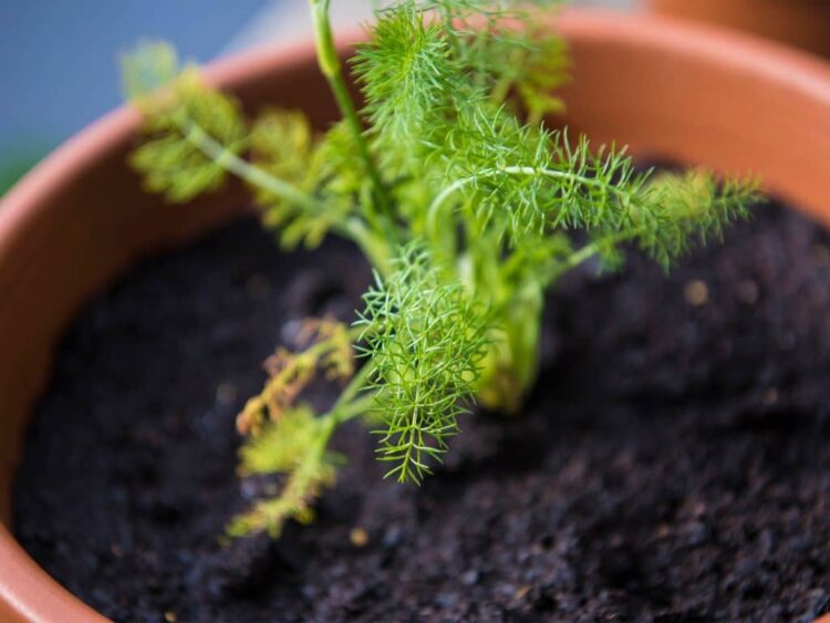 Evde Yetiştirebileceğiniz Aromatik Bitkiler