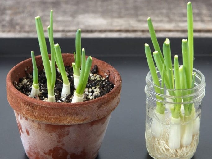 Evde Yetiştirebileceğiniz Aromatik Bitkiler