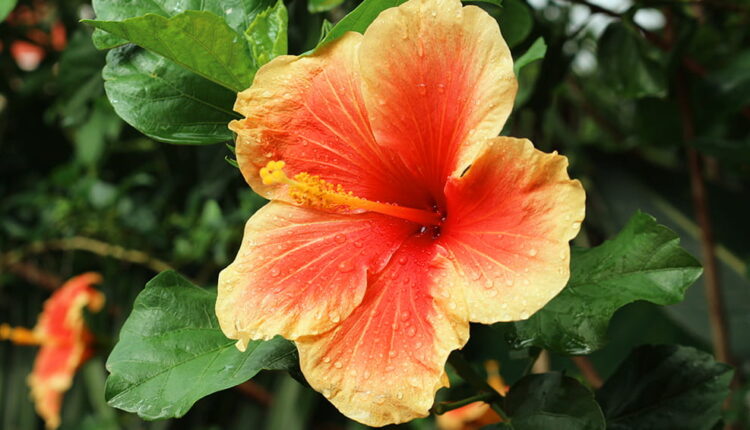 Hibiskus çayı faydaları nelerdir?