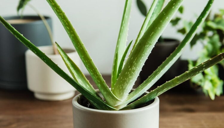 Aloe vera nasıl ekilir ve yetiştirilir? 1 Aloe vera nasıl ekilir ve yetiştirilir?