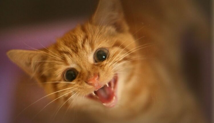 Kedi Tırmığı Hastalığı 1 Kedi tırmığı hastalığı nasıl anlaşılır?