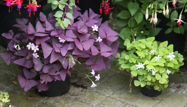 Uyku çiçeği bakımı nasıl yapılır?