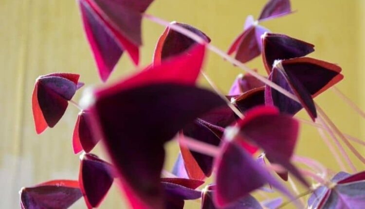 Uyku çiçeği neden kurur, nasıl önlenir?