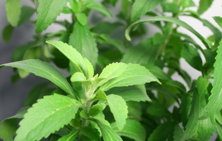 Stevia Nasıl Yetiştirilir?