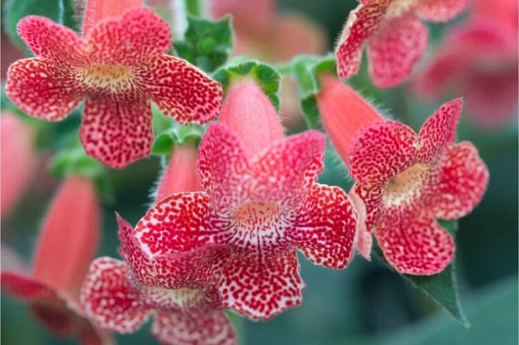 Kohleria japon küpelisi bakımı nasıl yapılır? 1 Kohleria çiçeği nasıl çoğaltılır?