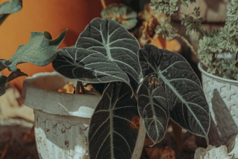 Tatile Çıkarken Çiçeklerin Kurumaması İçin