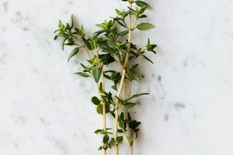 Kekik Nedir ve Faydaları Nelerdir?