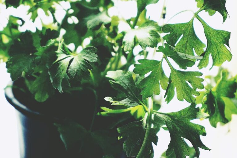 Maydanozun Faydaları Nelerdir?