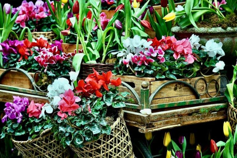 Çiçeklerin Latince İsimleri