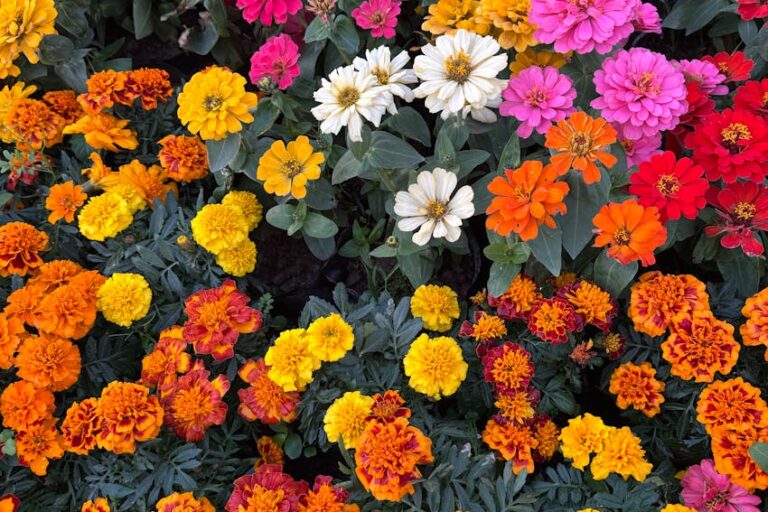 Çiçeklerin Anlamları: Hangi Çiçek Ne Anlatıyor?