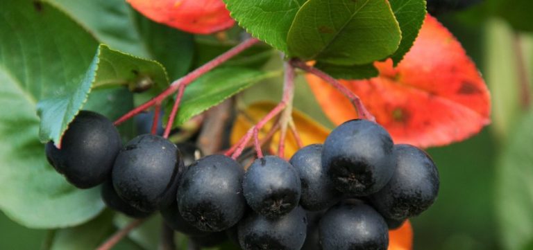 Aronya Meyvesi Nedir? Aronya Meyvesinin 5 İnanılmaz Faydası