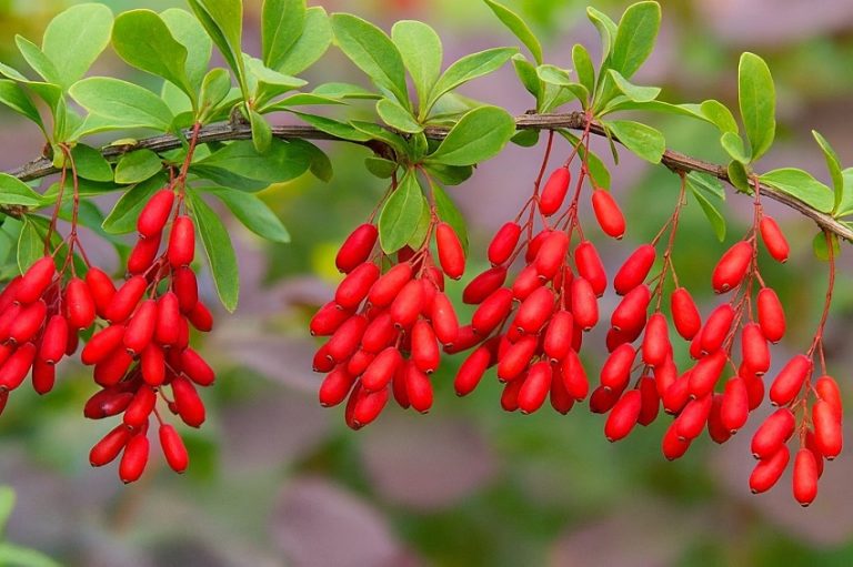 Berberin Nedir, Ne İşe Yarar?